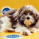 Illustration for article titled This year’s Puppy Bowl lineup is long on cute, short on brutes